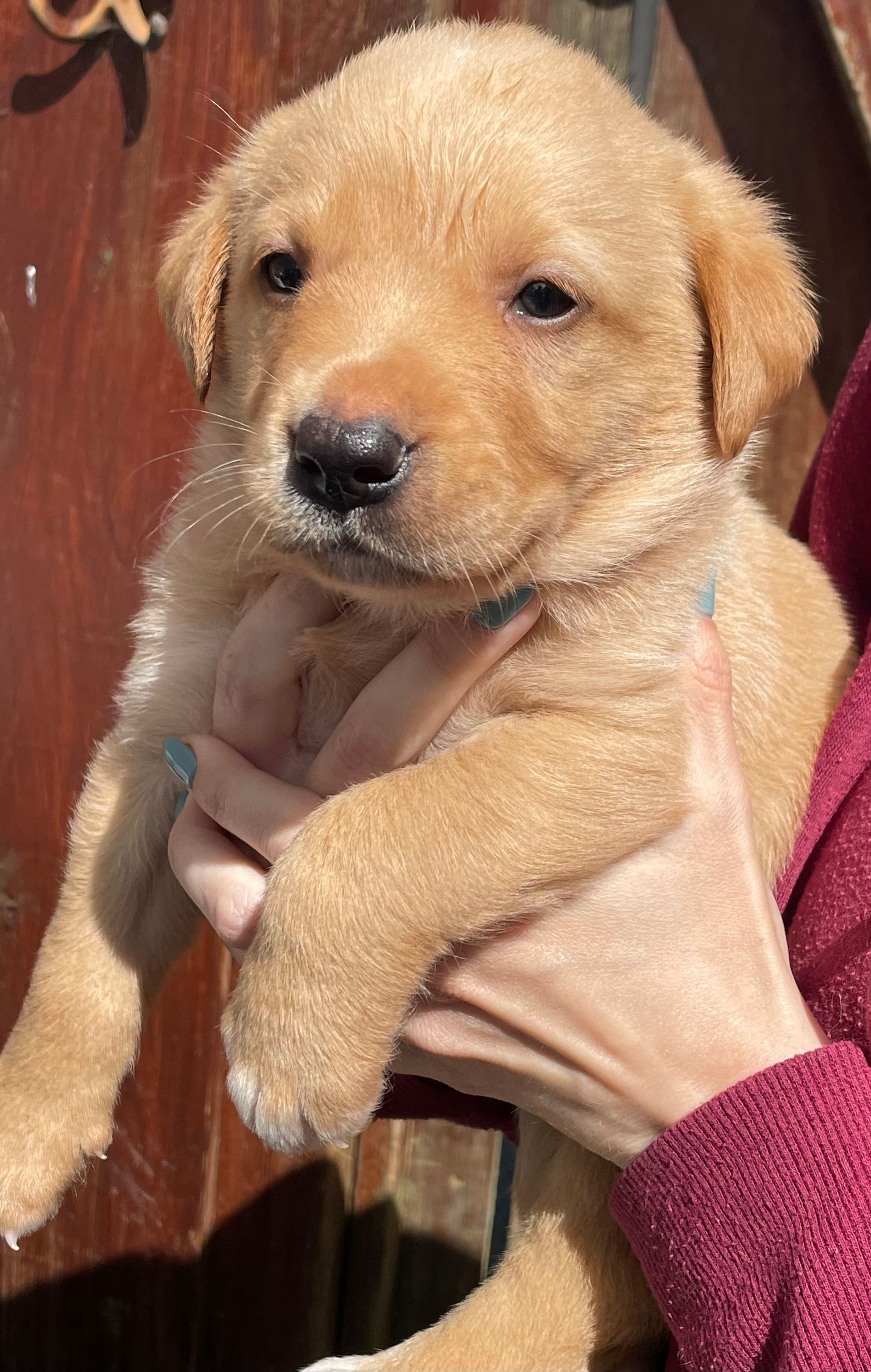 A person is holding a small puppy in their hands.