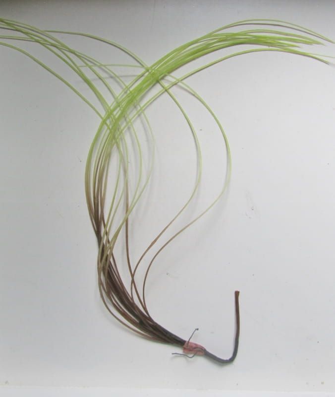 HANG PLANT (GRAS ACHTIG)
