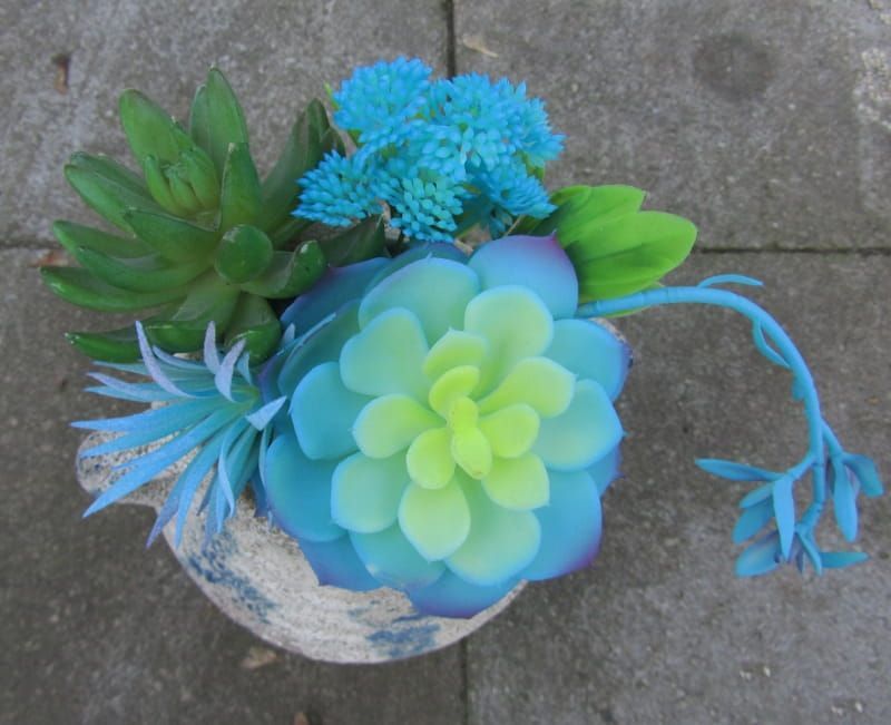 PTMD KRUIK MET VETPLANTJES.