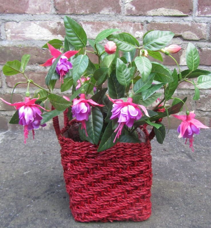 CUSCO - MOOIE RIETEN BLOEMPOT  MANDJES - (M)