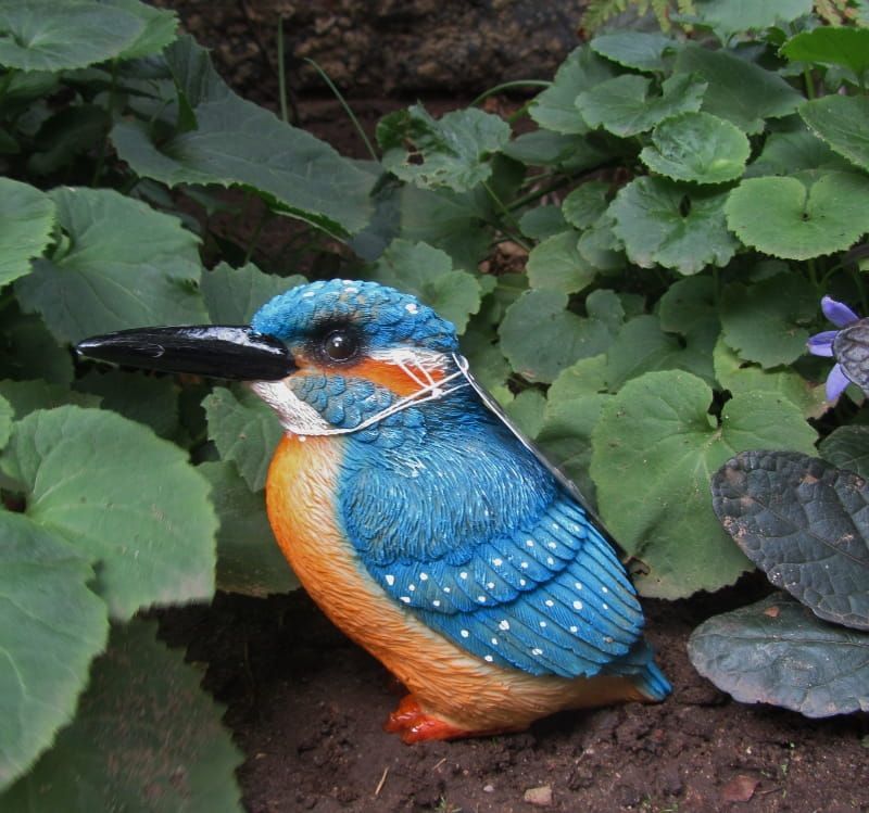 IJSVOGELTJE - THE BEAUTY....(M)