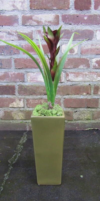 PRACHTIGE KUNST GUZMANIA (ROOD)