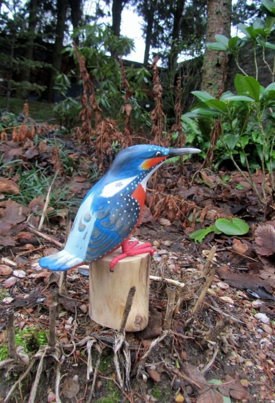 OPRUIMING - IJSVOGELTJE - THE BEAUTY .....THE BEST OF NATURE..NU VOOR 17,50