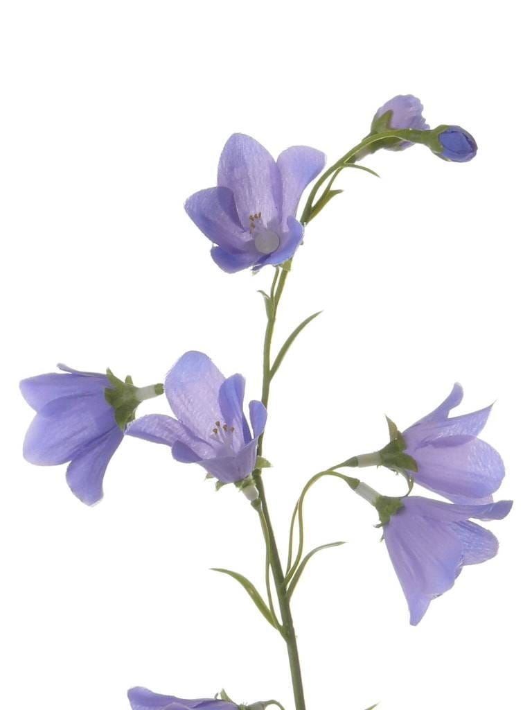 KLOKJES BLOEM - CAMPANULA  - TOP ART - I