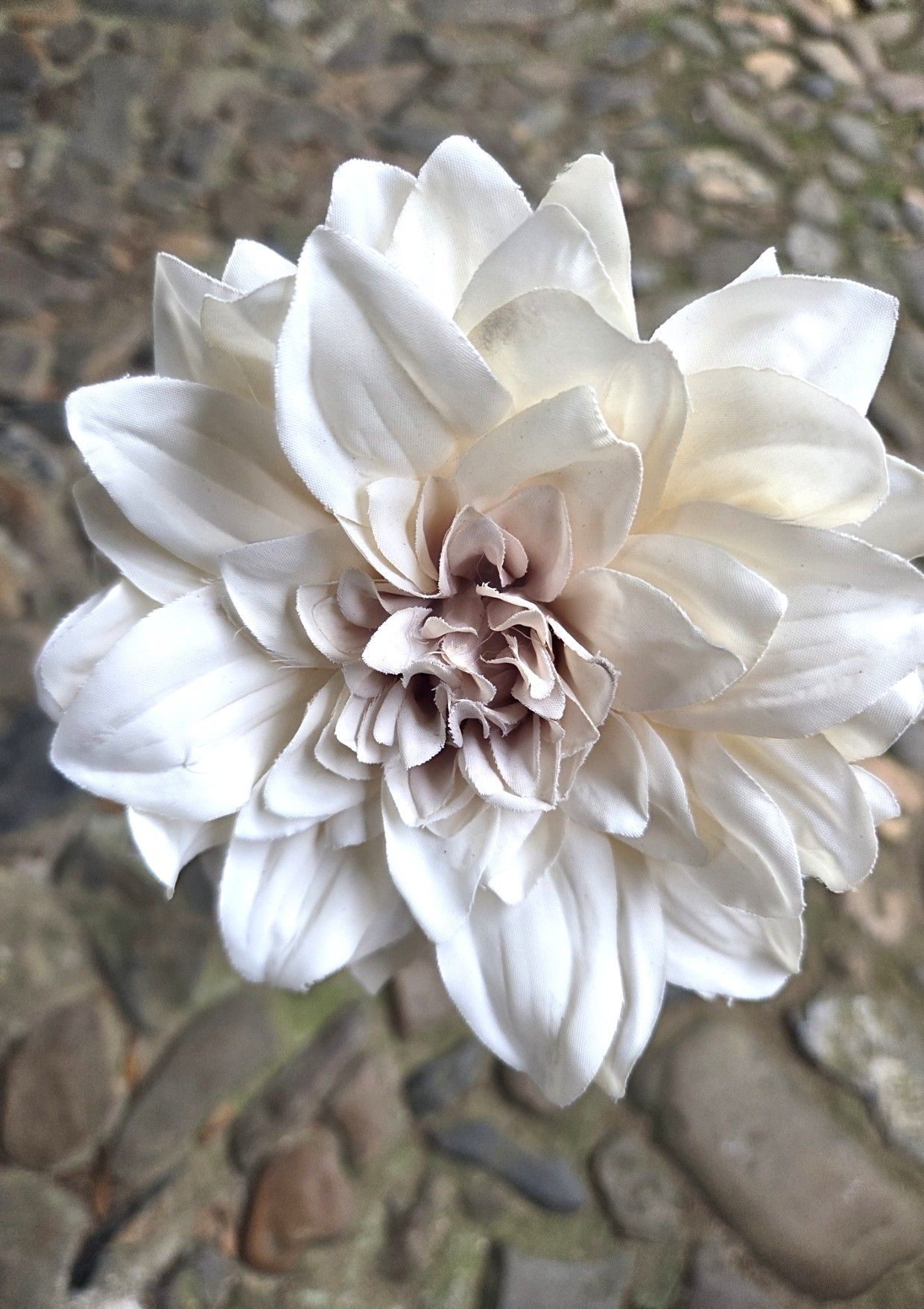 DAHLIA - KUNST - ROOMWIT