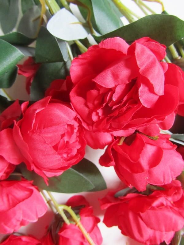 PRACHTIGE BLOEMSTEEL PIOENROZEN - ROOD