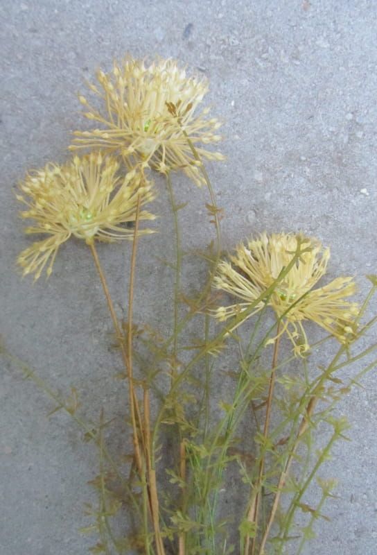 PRACHTIGE KUNST TAKJES - ZACHT GEEL - VAN 6,50 NU 3,50