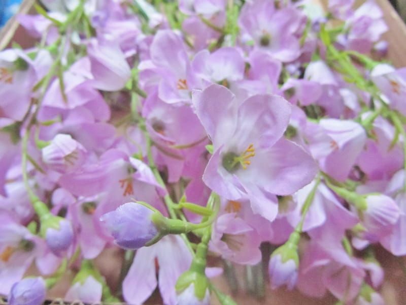 KLOKJES BLOEM - CAMPANULA  - TOP ART (1)