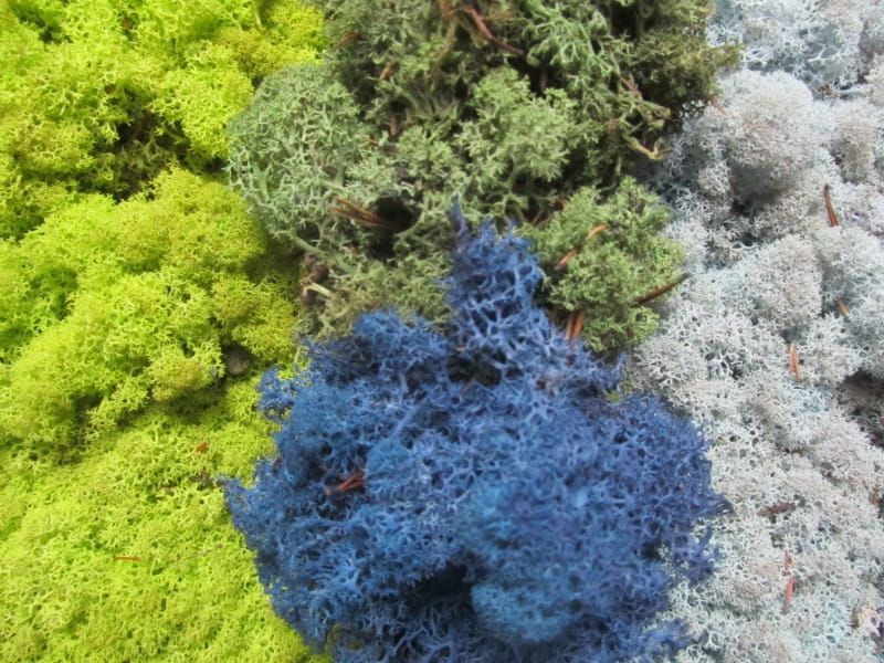 IJSLANDS MOS - RENDIER MOS (2)