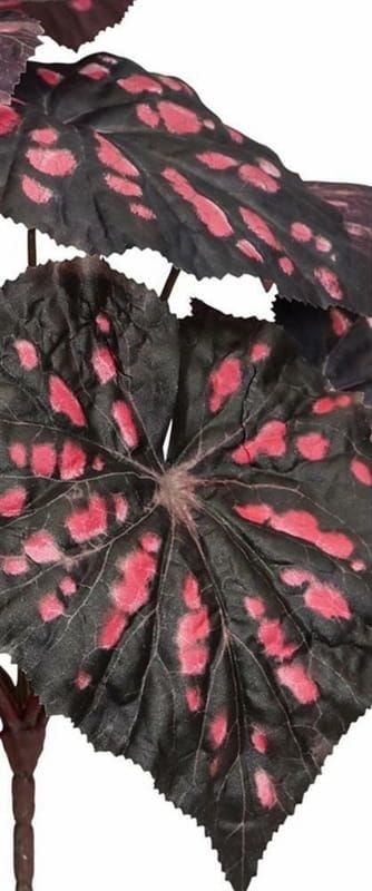 OPRUIMING - PTMD - KUNST BEGONIA - NU VOOR 3,50