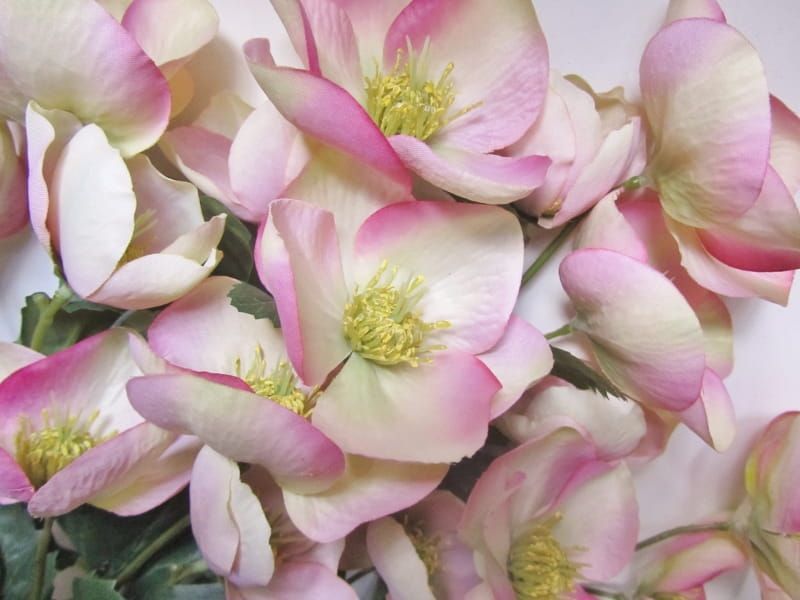 HELLEBORUS - ROOMWIT ROZE - KUNST - TOP ART