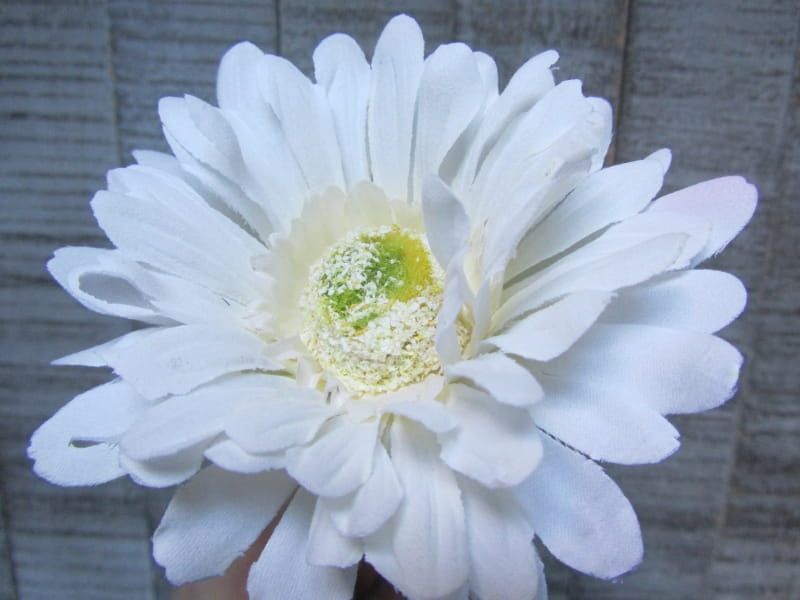 GERBERA - KUNST - WIT