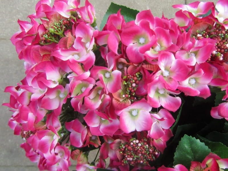 HORTENSIA KUNST TAKKEN - ROZE TINT - WIT