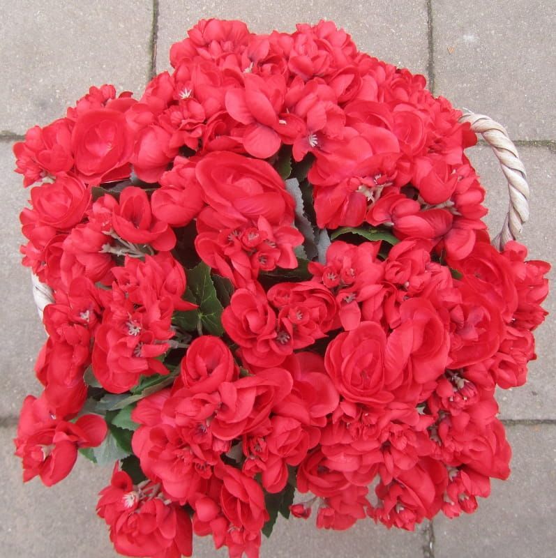 OPRUIMING - BEGONIA KUNST ROOD - 6 EURO NU 3,50