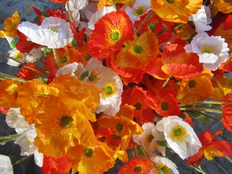 KLAPROZEN - ROZE WIT