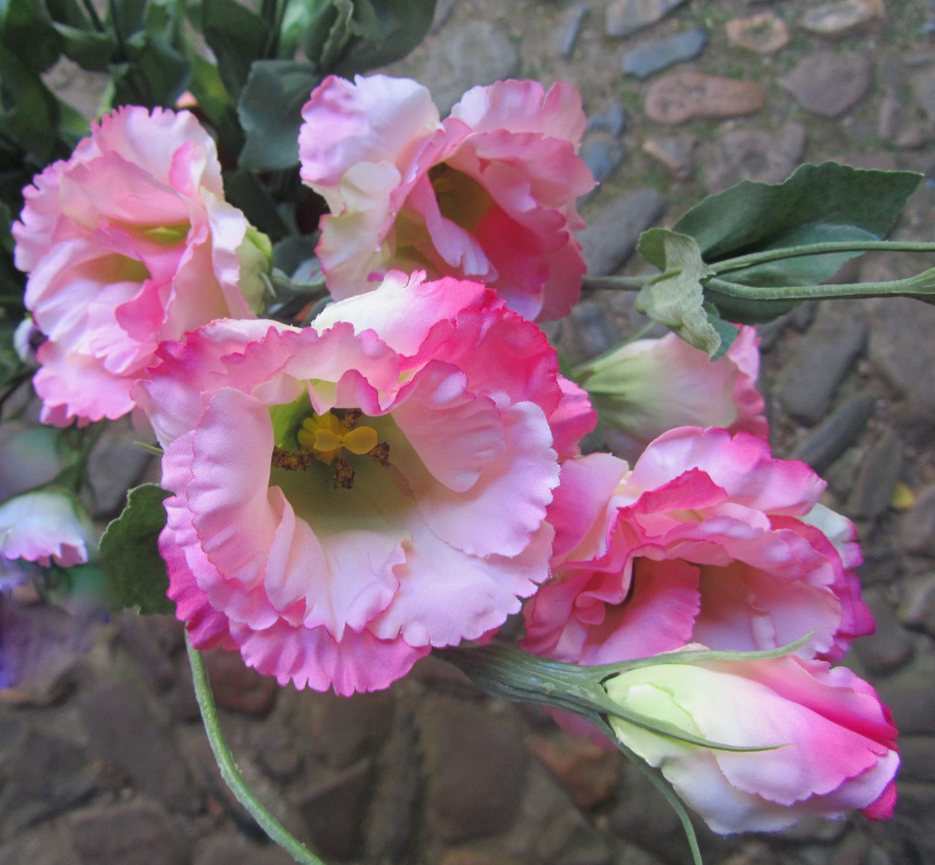 LISIANTHUS - KUNST - ROZE