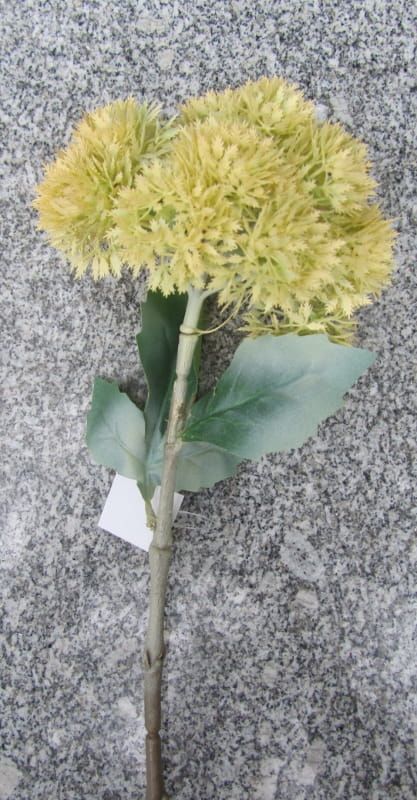 KNOFLOOK BLOEM (ALLIUM SATIVUM) ROOM WIT