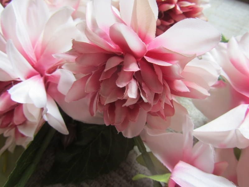 PRACHTIGE DAHLIA (2)