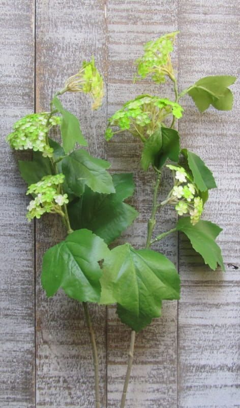 HORTENSIA TAKKEN