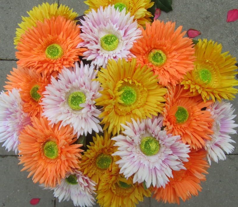 ASTERS - KUNST - GEEL