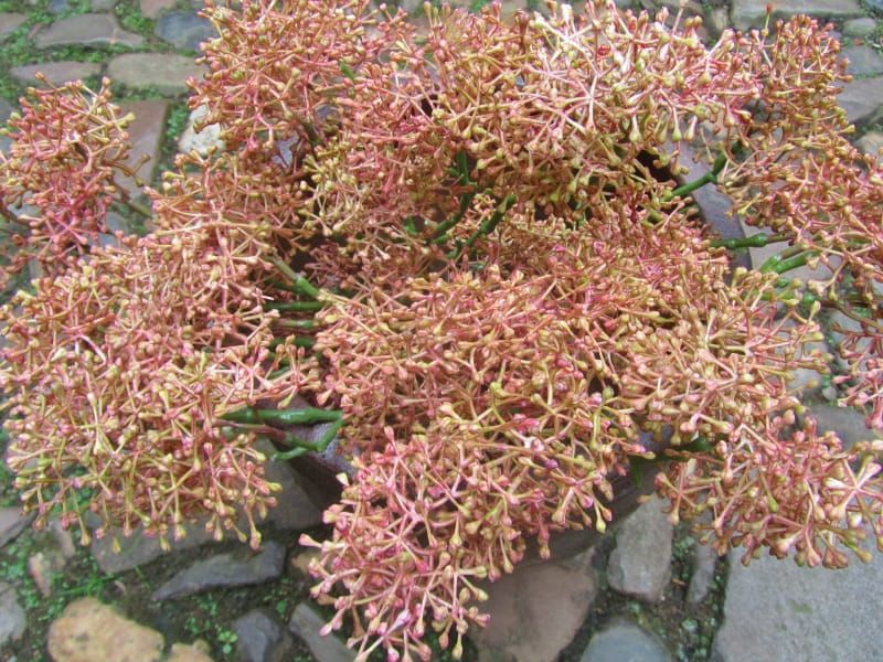SKIMMIA KUNST TAK