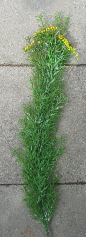 LANGE TAKKEN MET BESJES