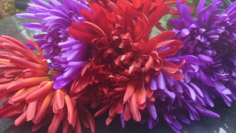 SPIN CHRYSANT - PAARS