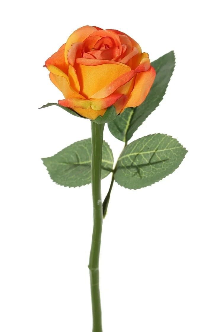 TOPART - ROOSJE ORANJE (1)