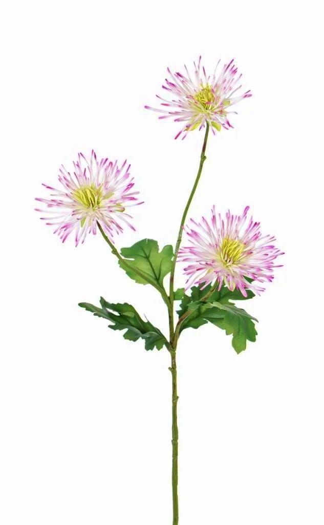 TOP ART - PRACHTIGE SPIN CHRYSANT