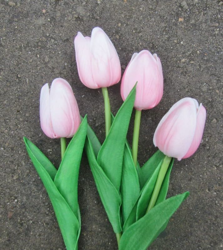 TULPJES - REAL TOUCH - ROZE WIT