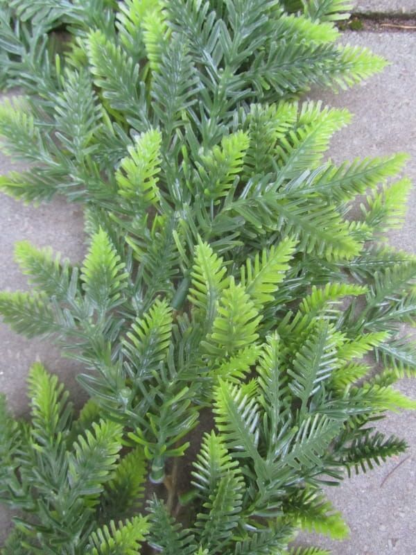 VOLLE KERST KUNST TAK