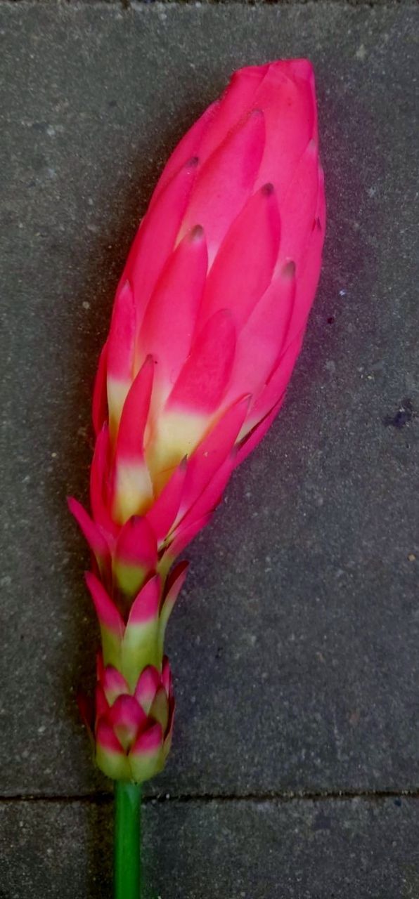 EXOTISCHE BLOEM - REAL TOUCH