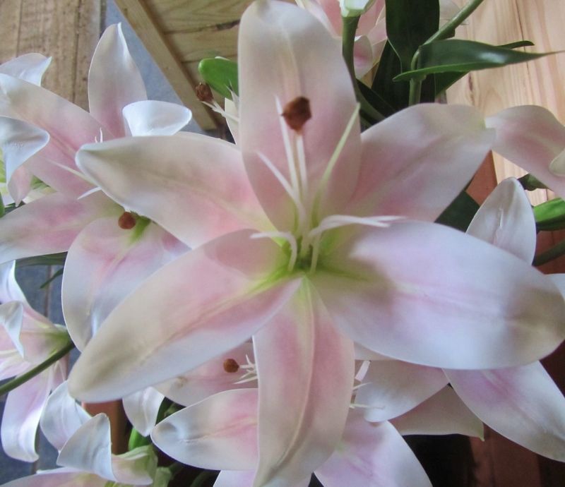 MICA TIJGER LELIE - REAL TOUCH - PLANT