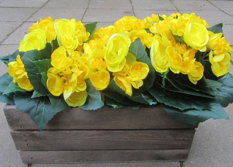 BEGONIA - KUNST - GEEL