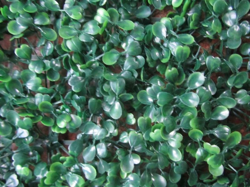 BUXUS PLAAT