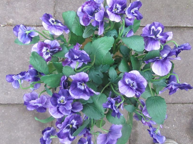 VIOOLTJES - KUNST TAK - TOP ART