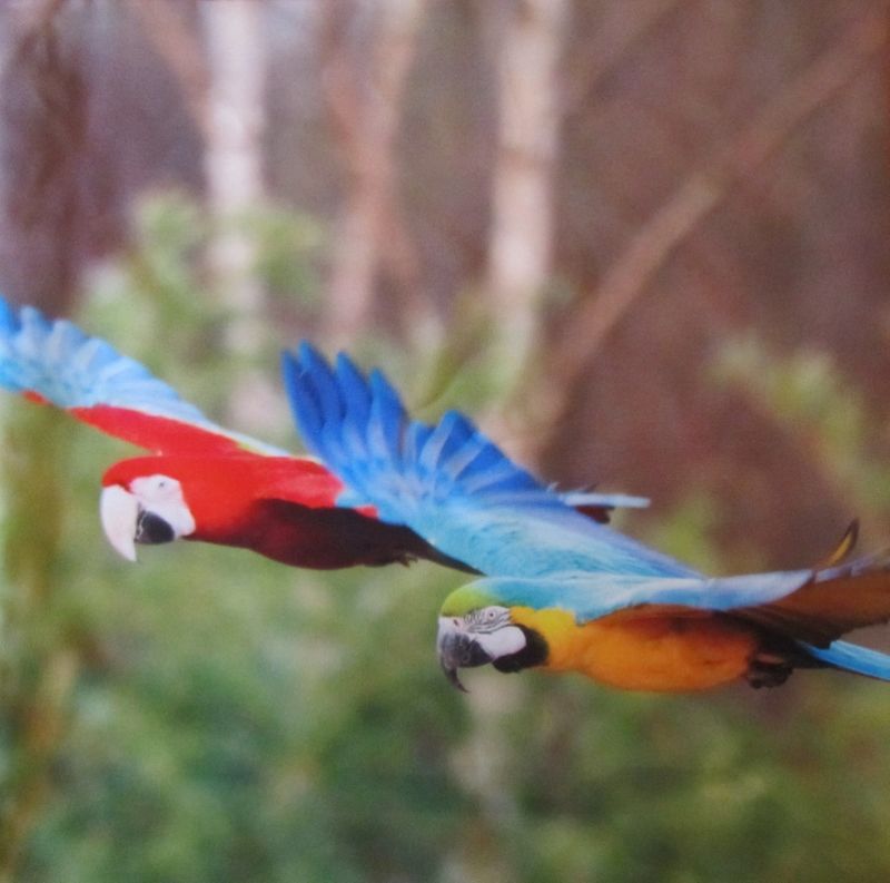 KUSSENHOES - PRACHTIGE VOGELS (2)