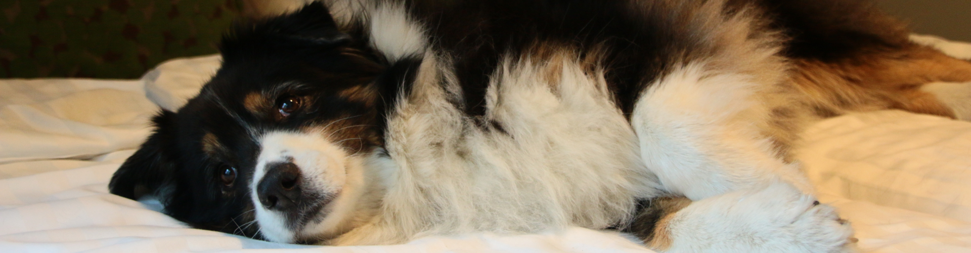 Mustavalkoinen pitkäkarvainen koira makaa mukavasti valkoisella päiväpeitteellä ja katsoo suoraan kameraan.