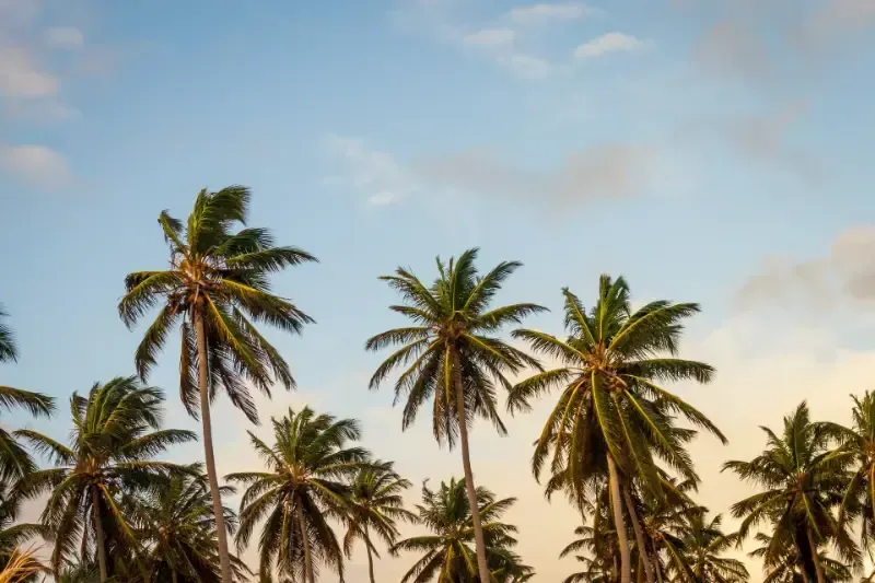 A row of palm trees against a blue sky with clouds.