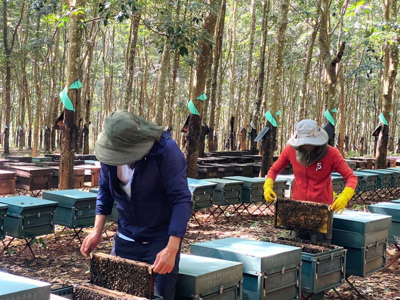 A man and a woman are working in a beehive in the woods.