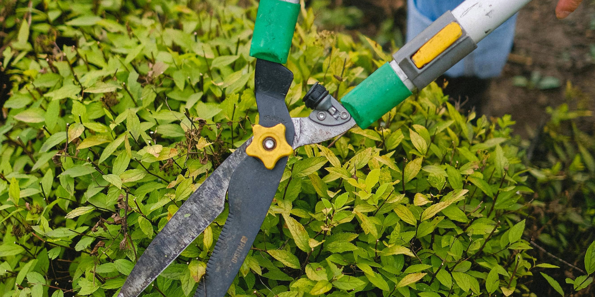 Gray concrete pavers with grass growing in the openings, close-up view.