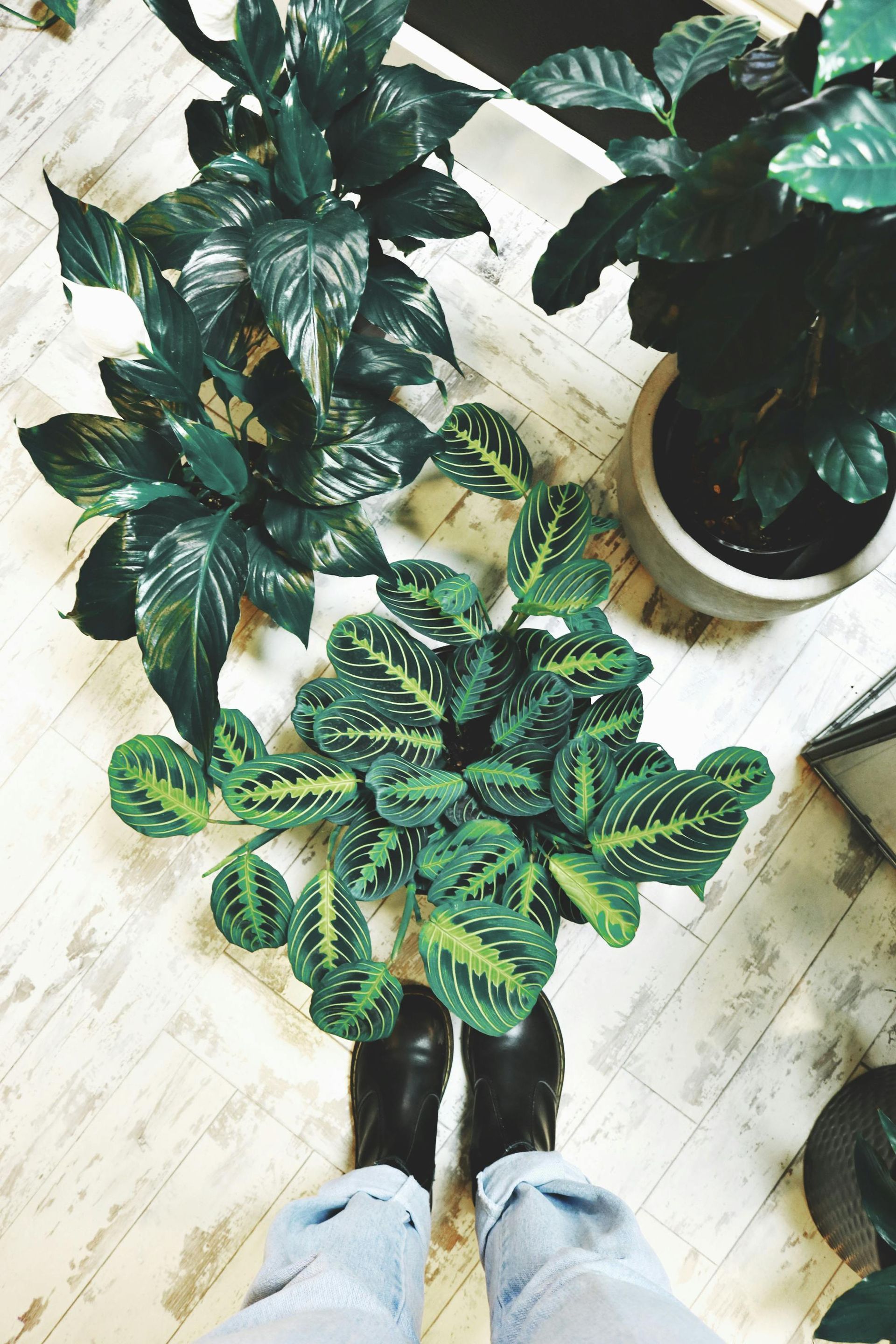 Person's feet surrounded by lush green plants on a light-colored wooden floor.