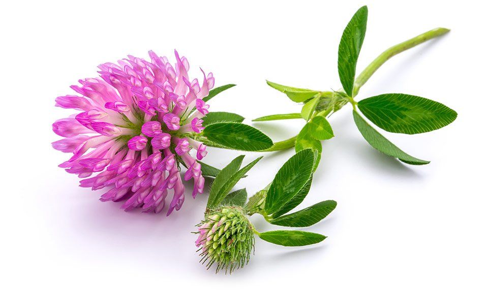 Buffam Leveille Funeral Home Haileybury, ON