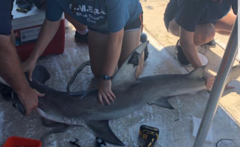Hammerhead Shark — Clearwater, FL — Coastal Marine Education and Research Academy