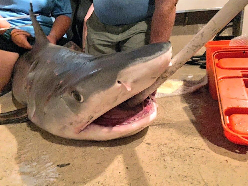 Tiger Shark — Clearwater, FL — Coastal Marine Education and Research Academy