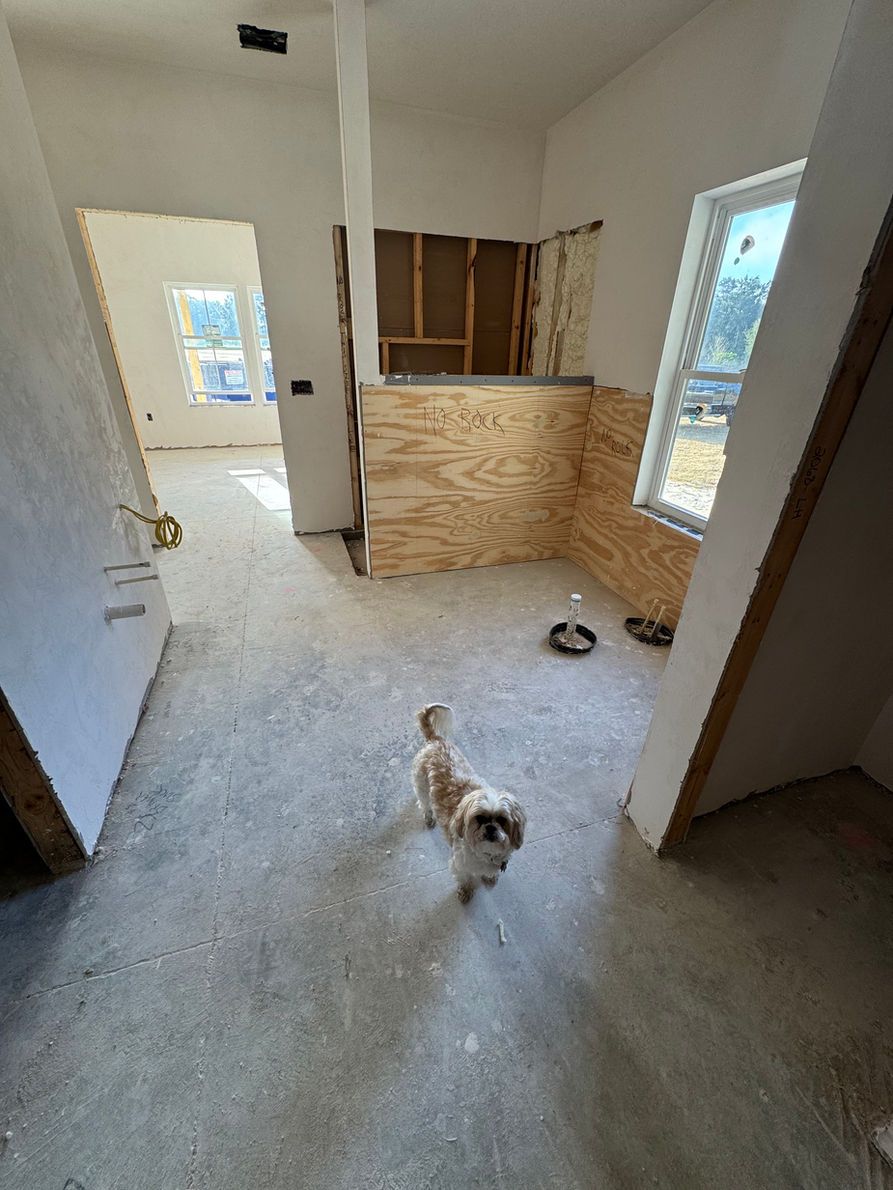 Small dog in unfinished interior space with plywood walls and windows.