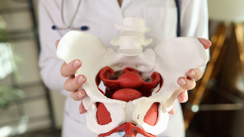 A doctor is holding a model of a female pelvis.