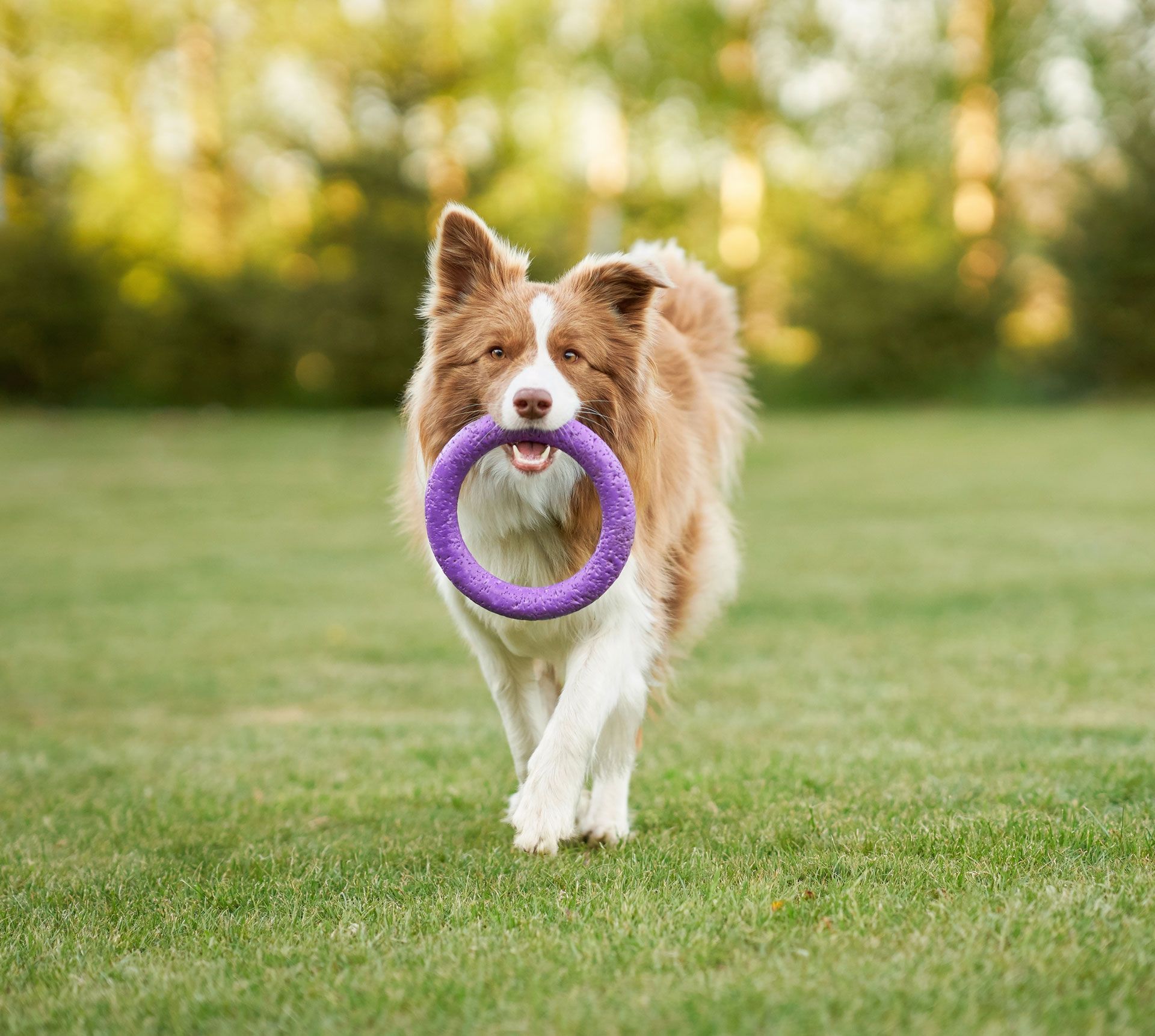 Brown and white dog running on grass with a purple ring toy in its mouth