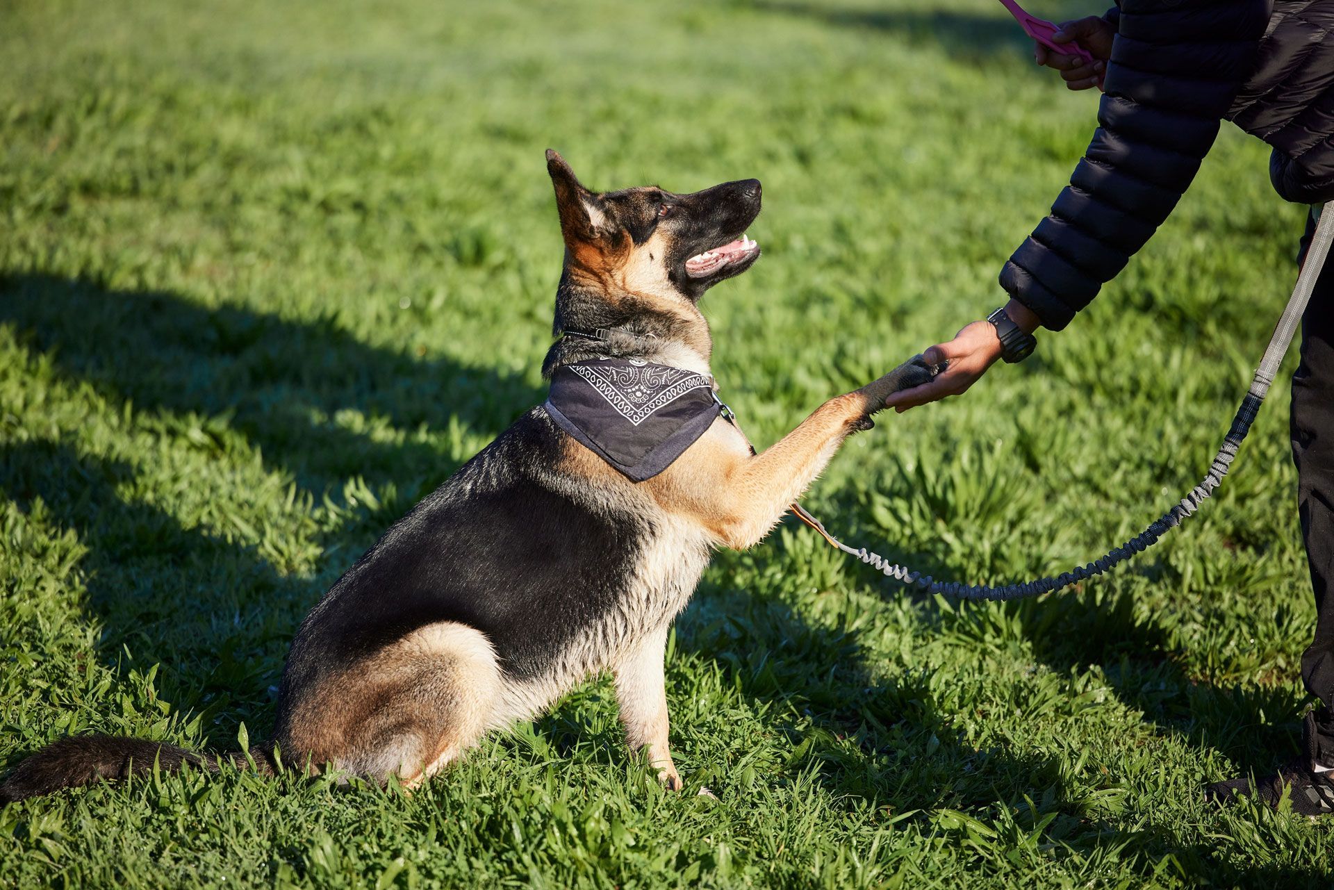 German shepherd sitting on grass, reaching a paw toward a person holding its leash