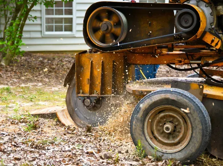 A tree stump grinder is cutting a tree stump in a yard.